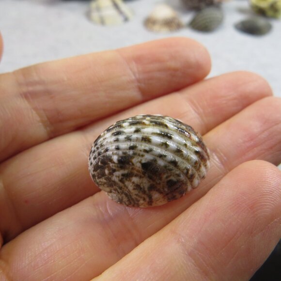 Black & White and Patterned REAL Sea Shells variety of sizes and styles - Picture 7 of 16